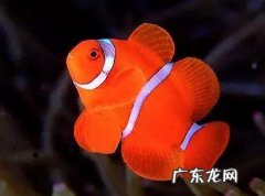 哪里有卖开箱神器 风水神器到货开箱