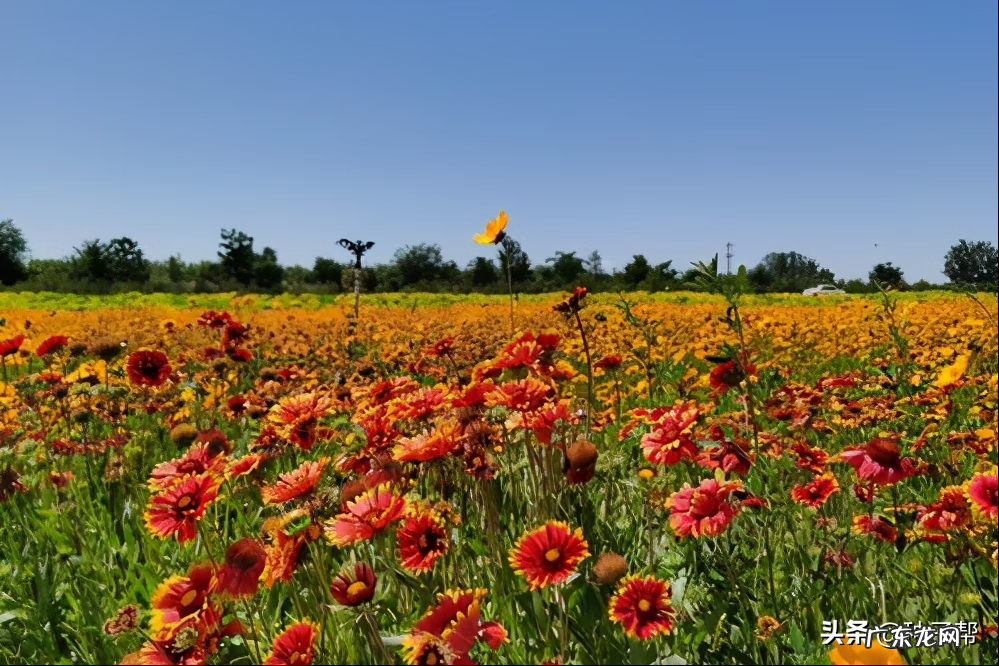 天人菊的唯美句子 天人菊