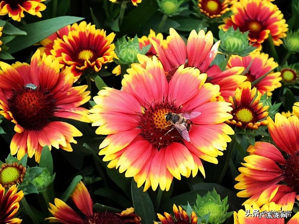 天人菊的唯美句子 天人菊