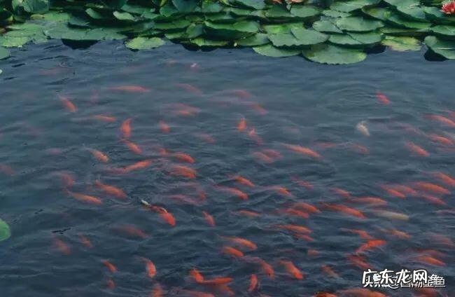 养一只鱼的风水 养鱼十大风水鱼名字
