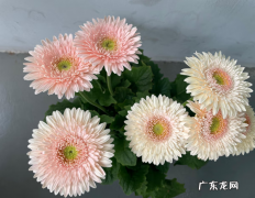 扶郎花 扶郎花的特点