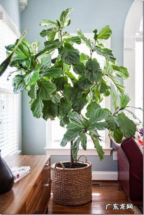 大扇子挂哪里最旺风水