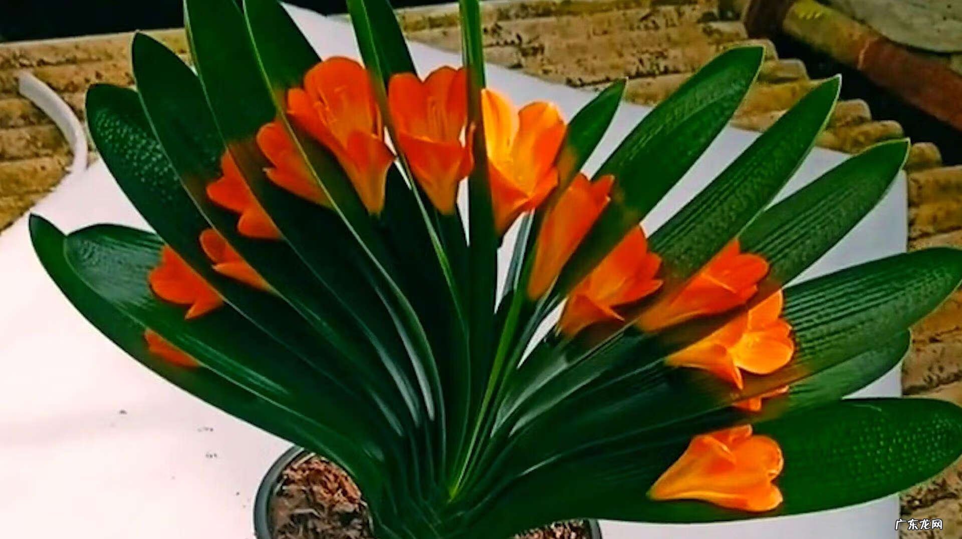 大扇子挂哪里最旺风水