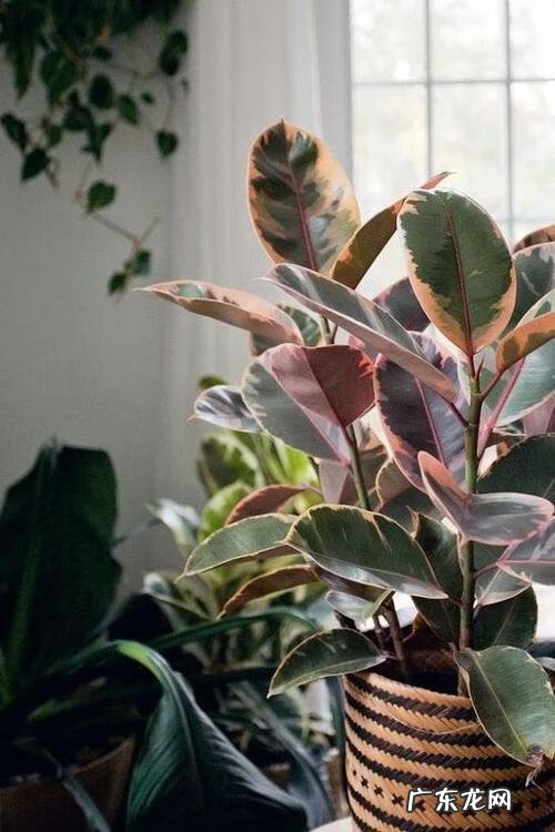 大扇子挂哪里最旺风水