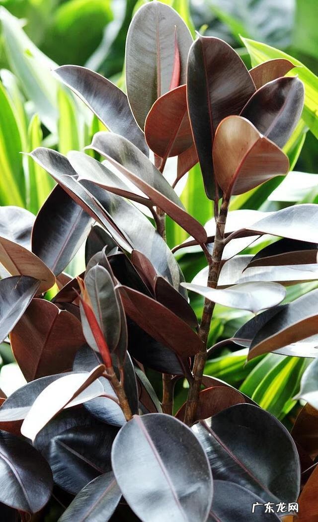 大扇子挂哪里最旺风水