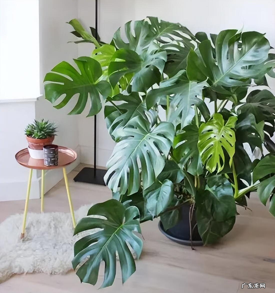 大扇子挂哪里最旺风水