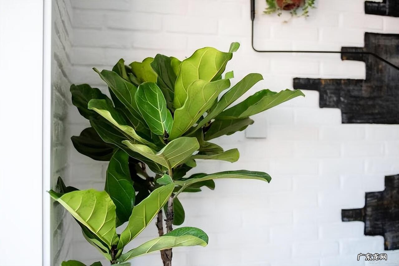 大扇子挂哪里最旺风水