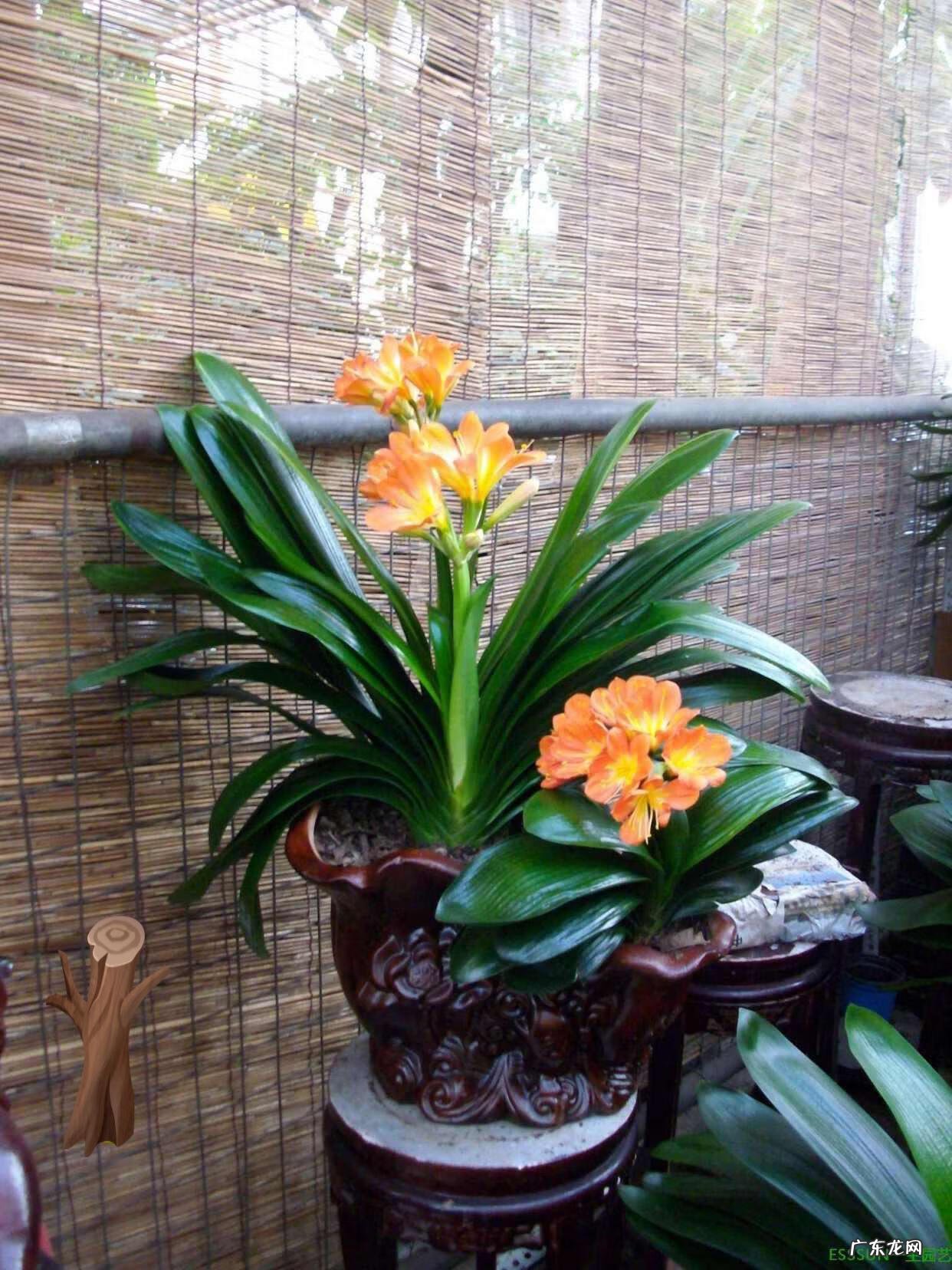 大扇子挂哪里最旺风水