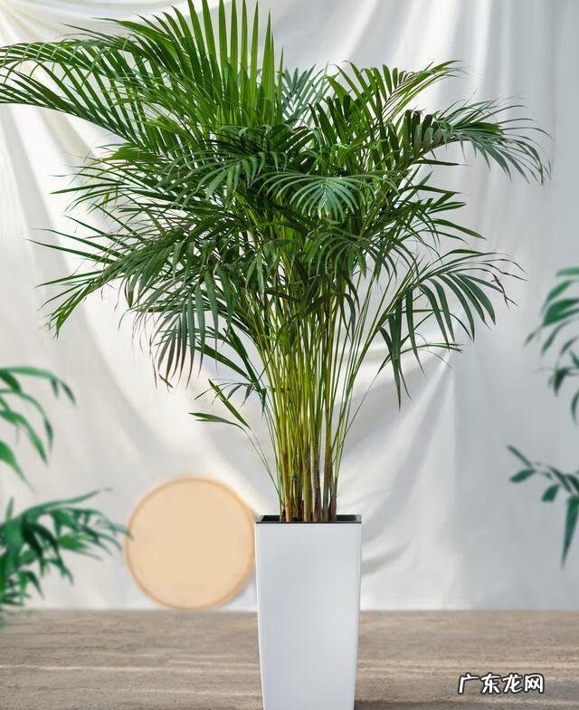 大扇子挂哪里最旺风水