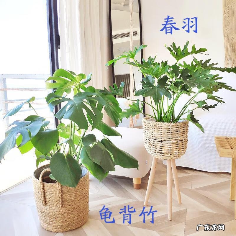 大扇子挂哪里最旺风水