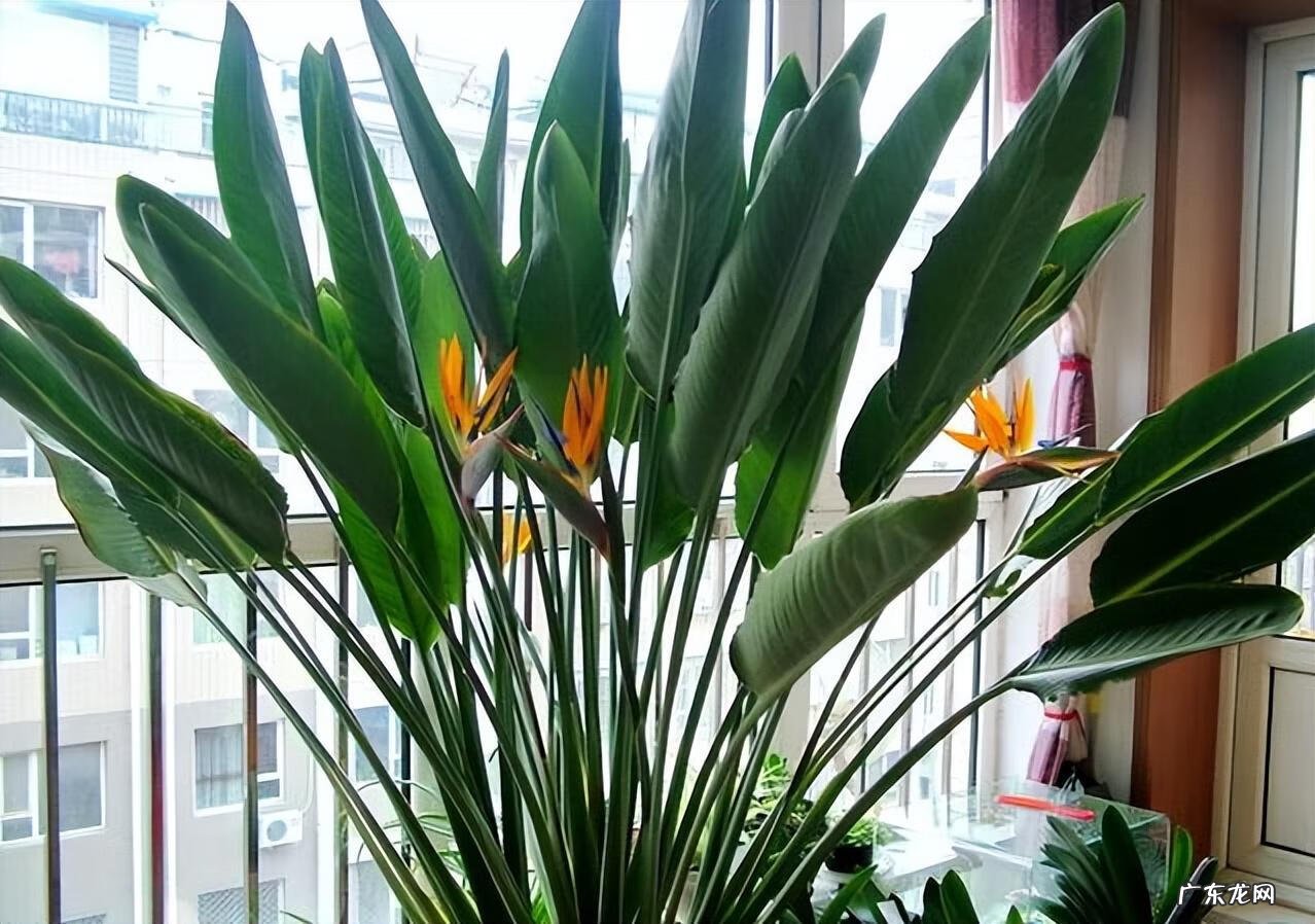 大扇子挂哪里最旺风水