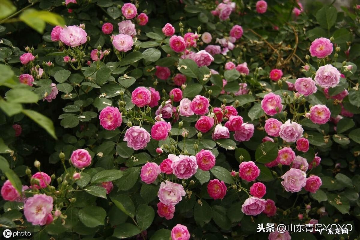 花语卡片图片大全 花语图片