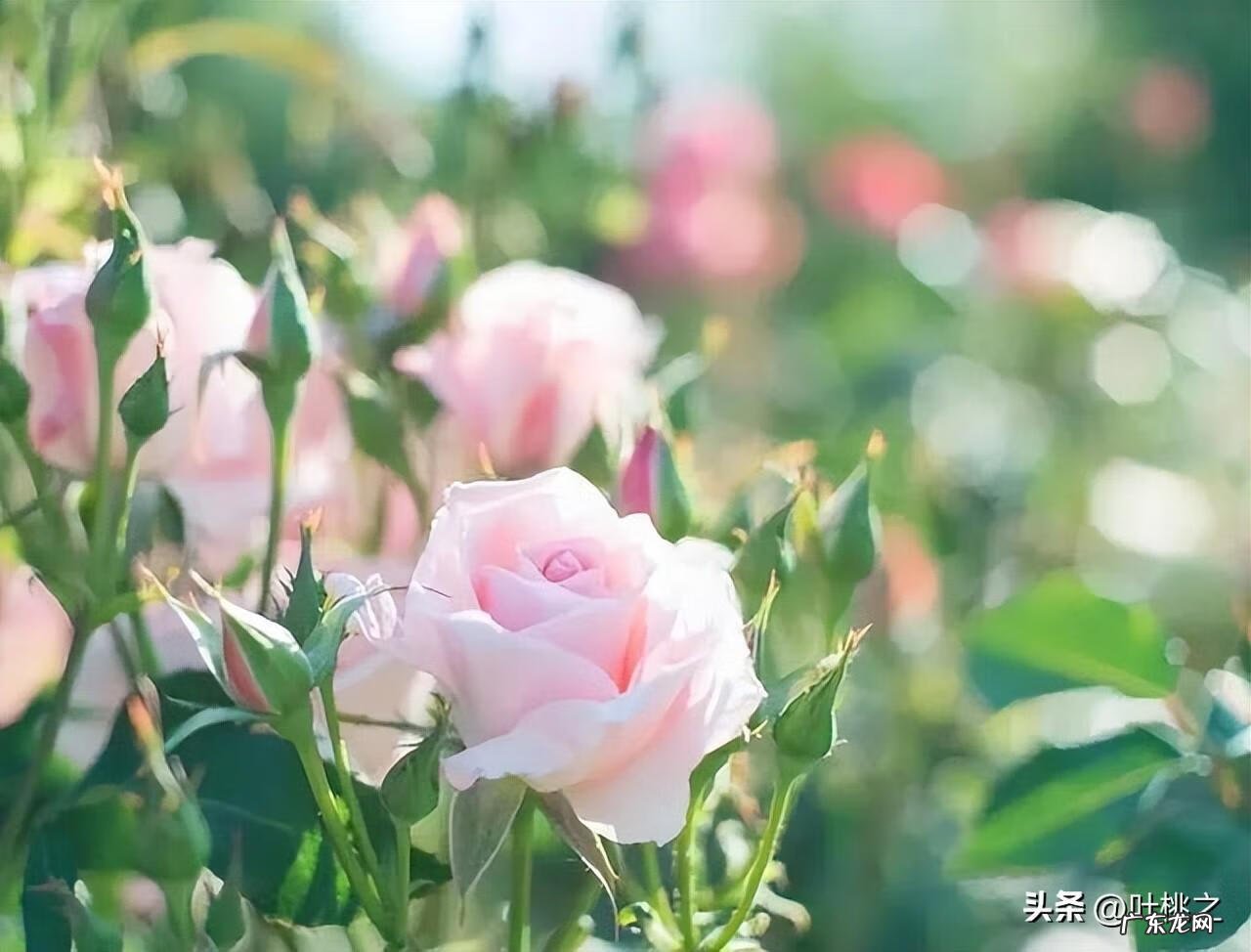 累了应该怎么办 感觉太累了怎么办