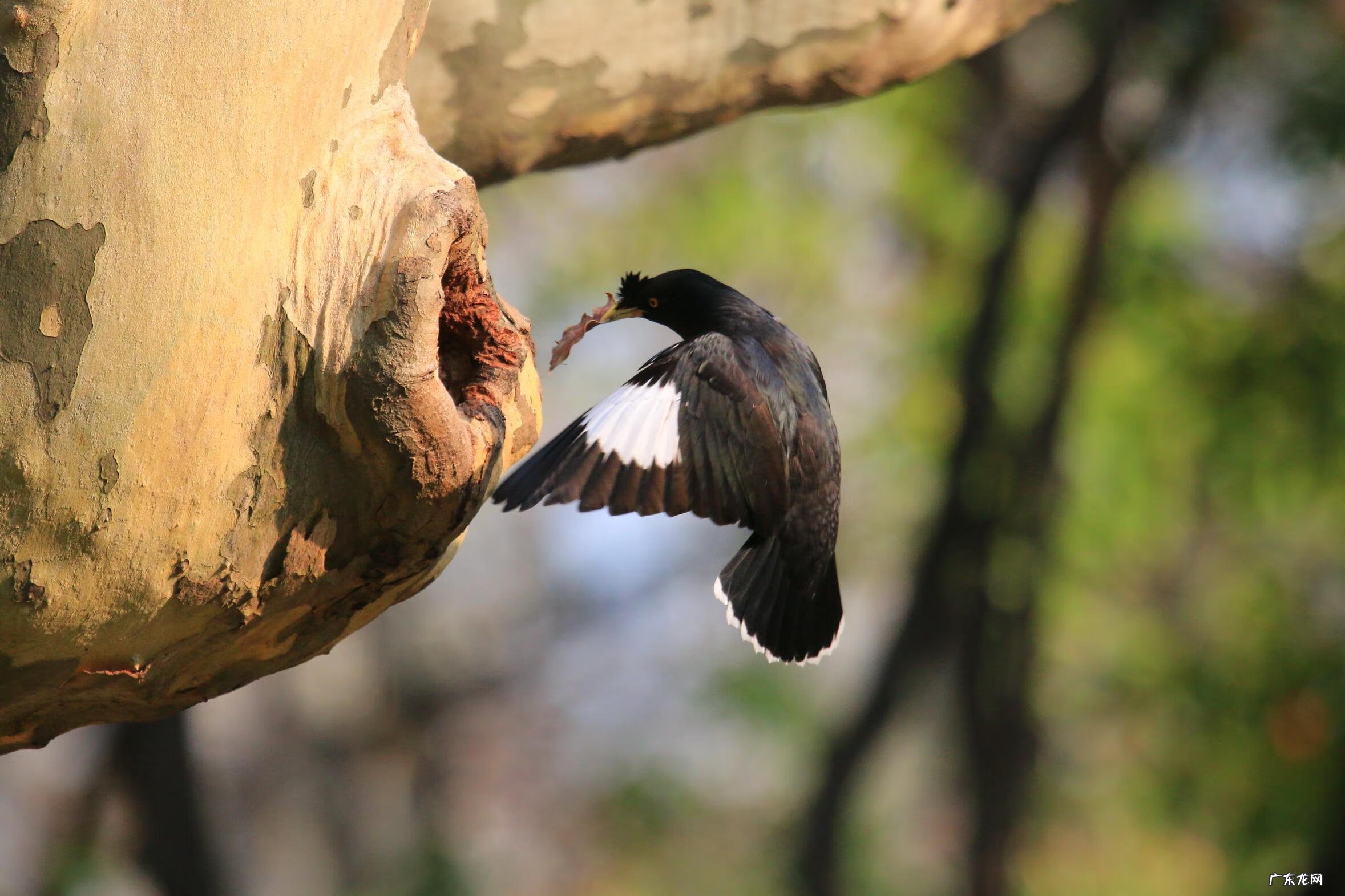 日韩精品一区二区三区色欲AV 色八哥