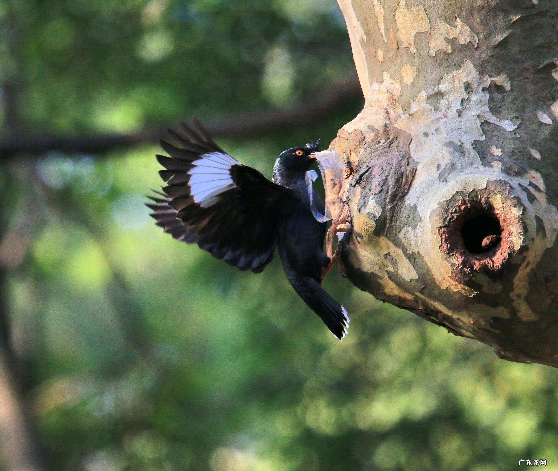 日韩精品一区二区三区色欲AV 色八哥