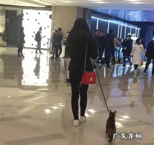 成都母婴用品店 成都宠物用品店有哪些
