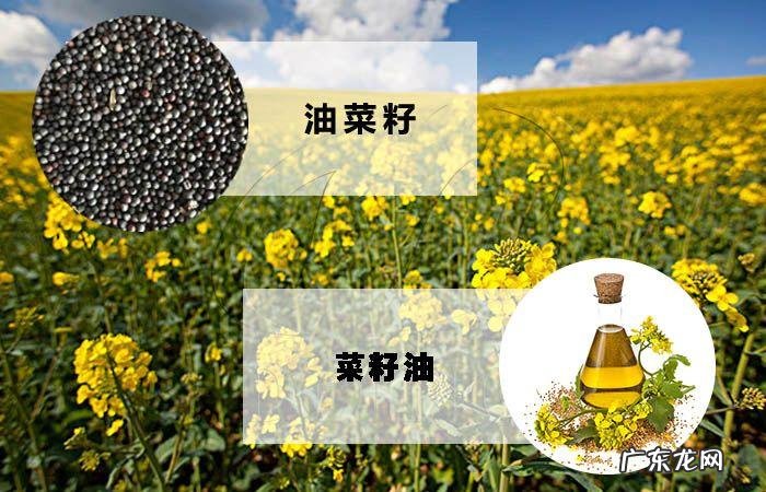 菜籽出油率最高多少 油菜籽出油率的公式