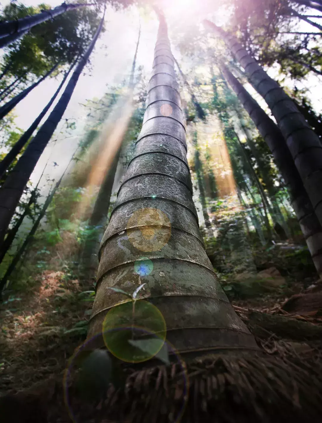 兴国风水 奉新仙源风水传说