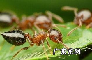 蚂蚁是昆虫的判断依据 蚂蚁是不是昆虫?为什么?