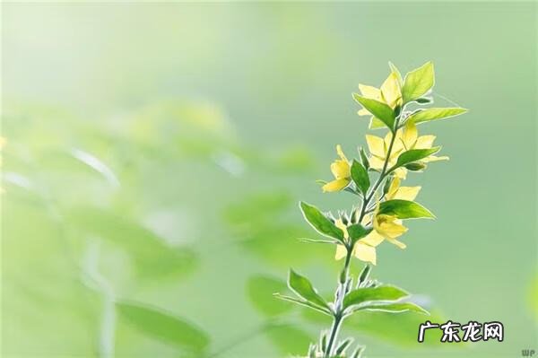 情感文摘精选 经典情感文字