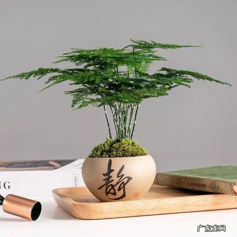 开运竹的风水作用 招财竹的寓意风水好吗