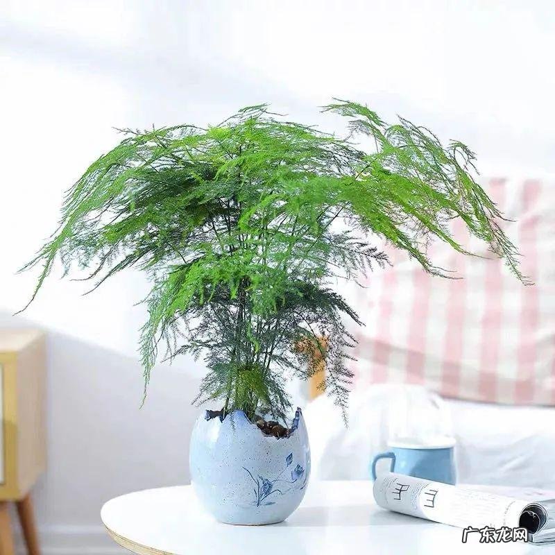 开运竹的风水作用 招财竹的寓意风水好吗