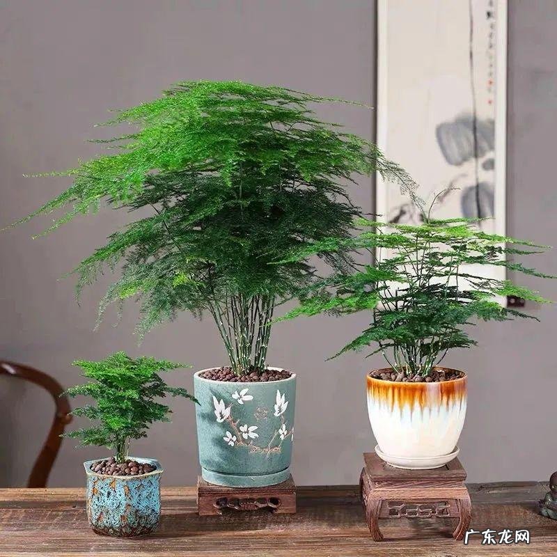 开运竹的风水作用 招财竹的寓意风水好吗