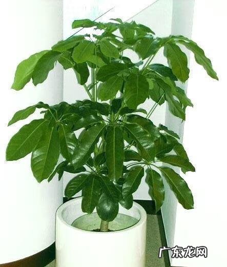 四大植物 四种风水植物名称