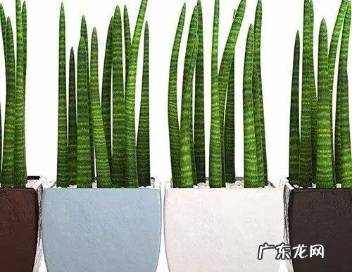 金边虎皮兰的功效与作用 虎皮掌怕冷吗