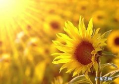 向日葵在哪个季节开放 向日葵在几点开花?
