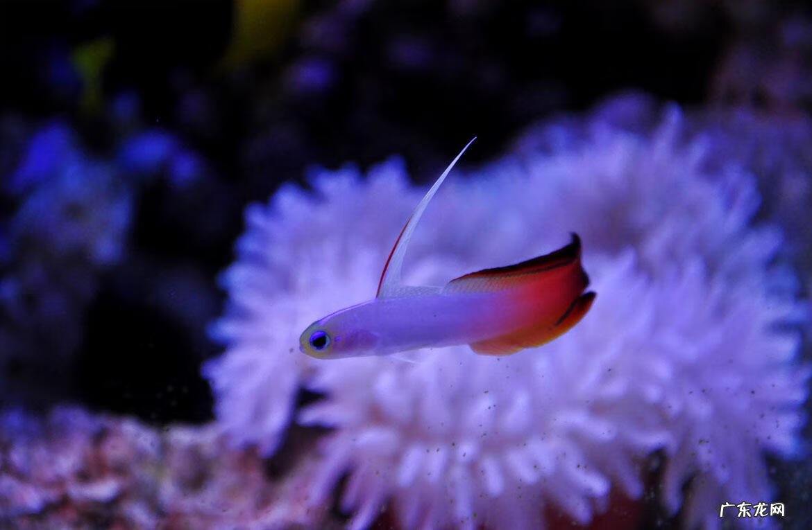 雷达探鱼器 雷达鱼养几条