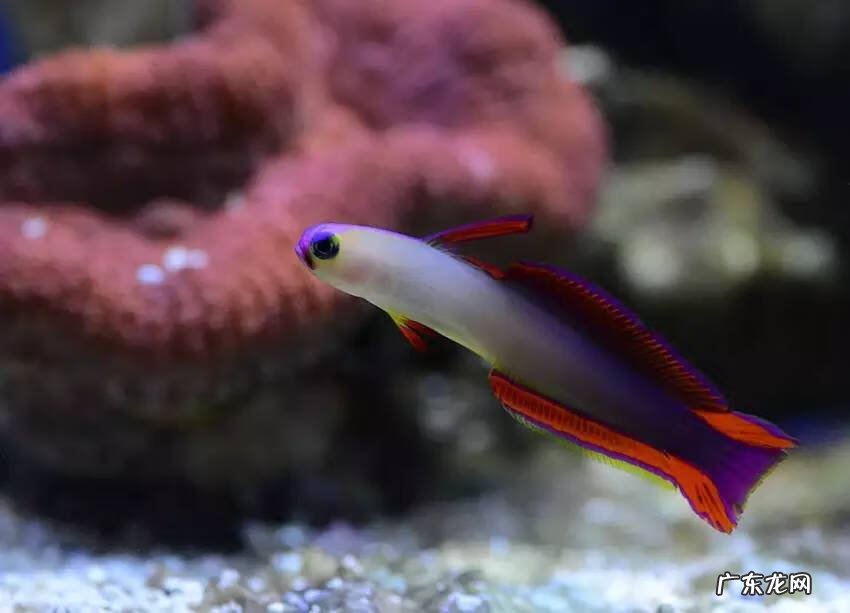 雷达探鱼器 雷达鱼养几条