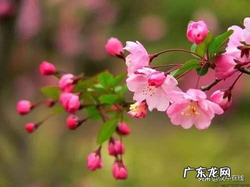 猜字谜桃杏梨梅样样有 风水中的桃李杏梅是什么
