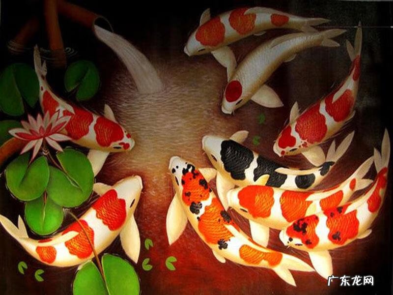 什么是风水鱼 鱼和风水关系图