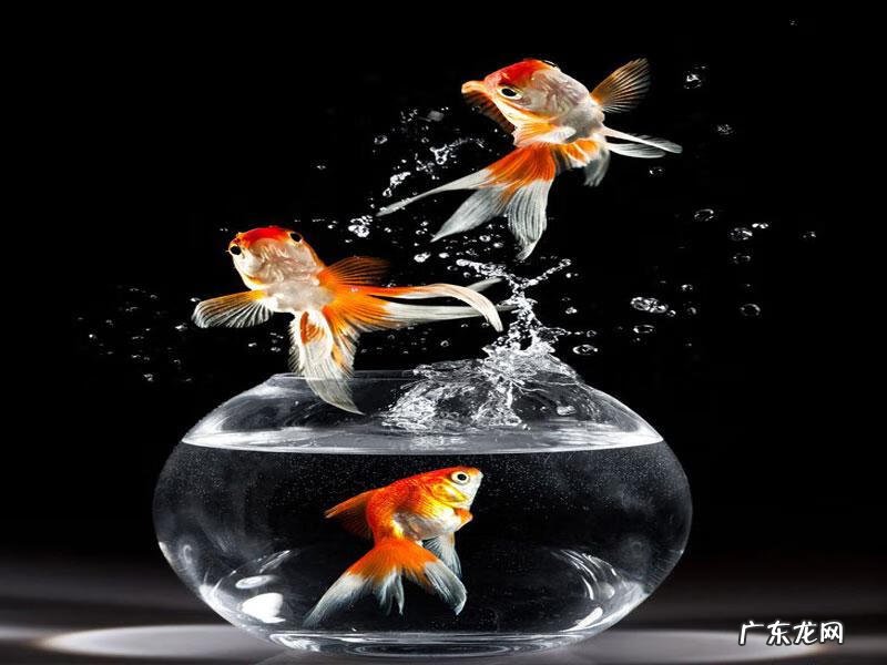 什么是风水鱼 鱼和风水关系图