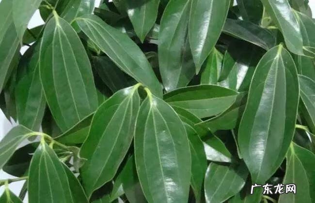 桔子风水最好的 金桔树风水好不好