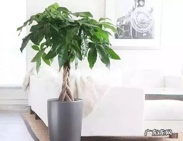 桔子风水最好的 金桔树风水好不好