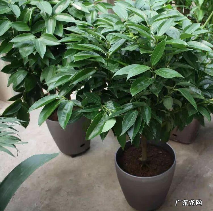 桔子风水最好的 金桔树风水好不好