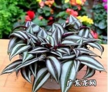 吊竹梅能放在卧室吗 吊竹梅放在家里风水