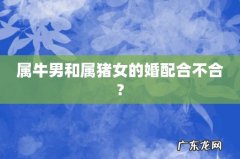 属牛男和属猪女的婚配合不合?