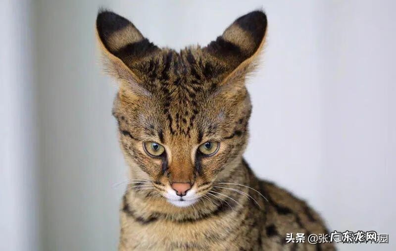 超萌小猫 迷你猫咪