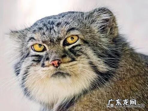 超萌小猫 迷你猫咪