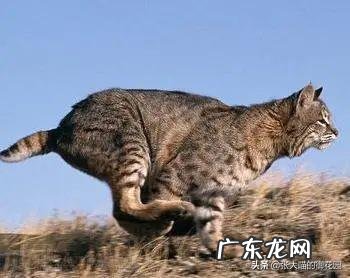 超萌小猫 迷你猫咪