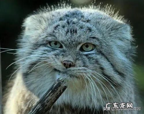超萌小猫 迷你猫咪