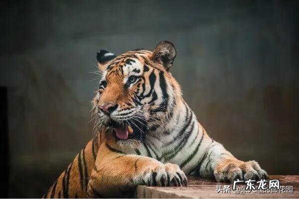 超萌小猫 迷你猫咪