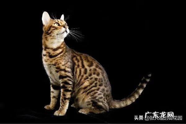 超萌小猫 迷你猫咪