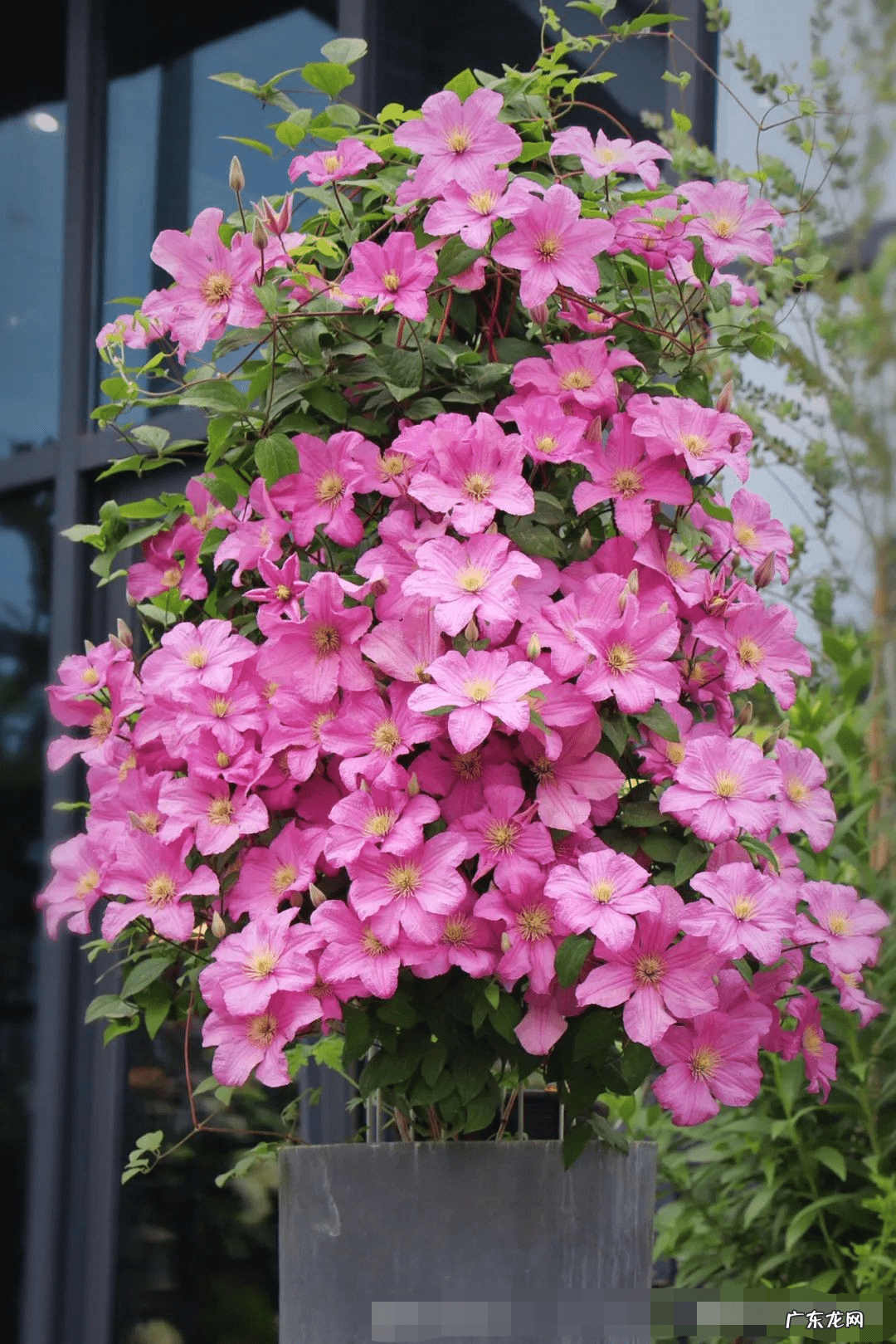 迎门墙放什么风水好 迎门墙下种什么花风水好呢