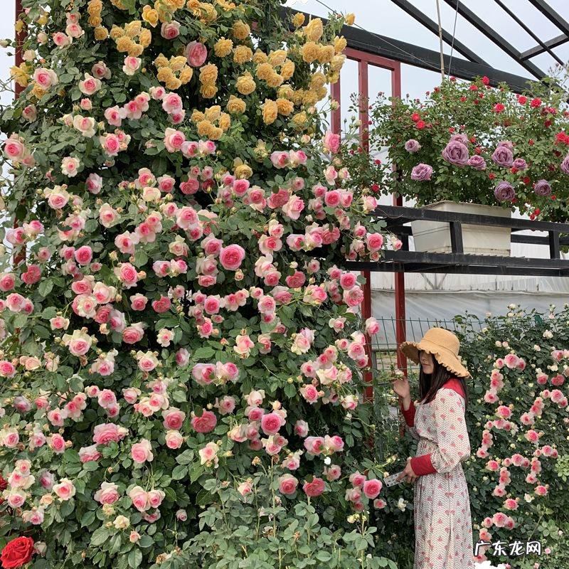 迎门墙放什么风水好 迎门墙下种什么花风水好呢