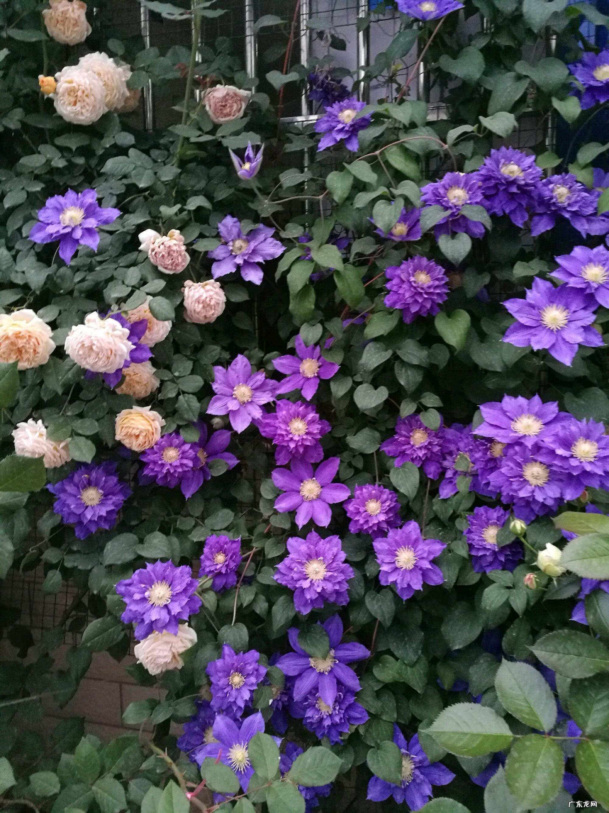 迎门墙放什么风水好 迎门墙下种什么花风水好呢