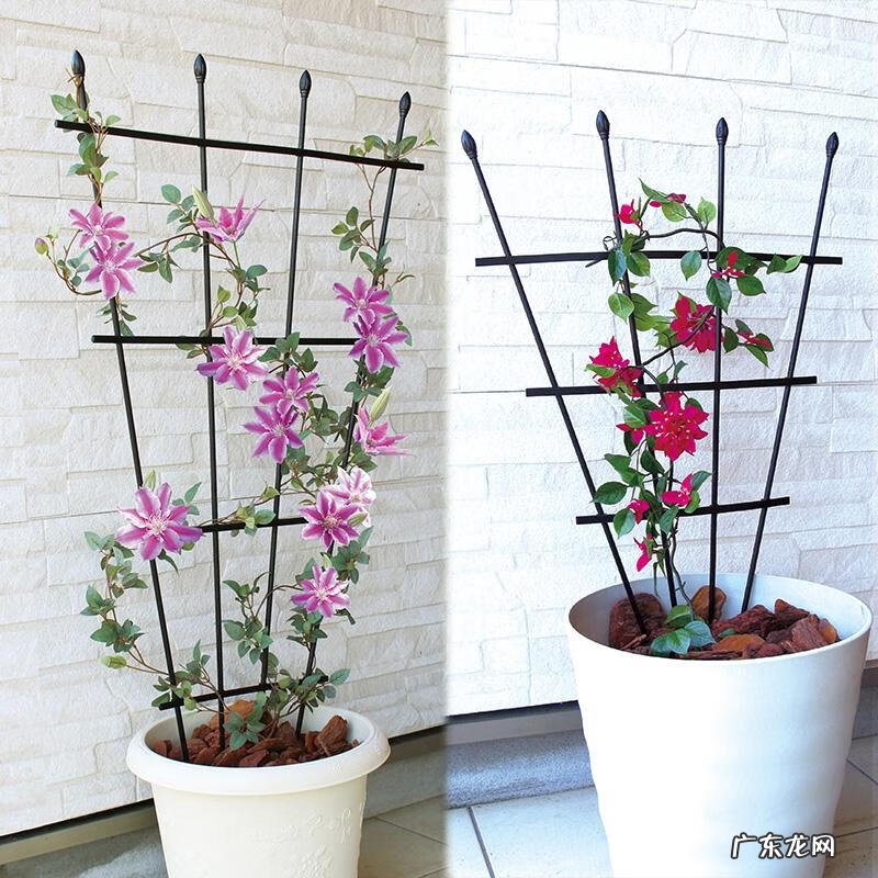 迎门墙放什么风水好 迎门墙下种什么花风水好呢